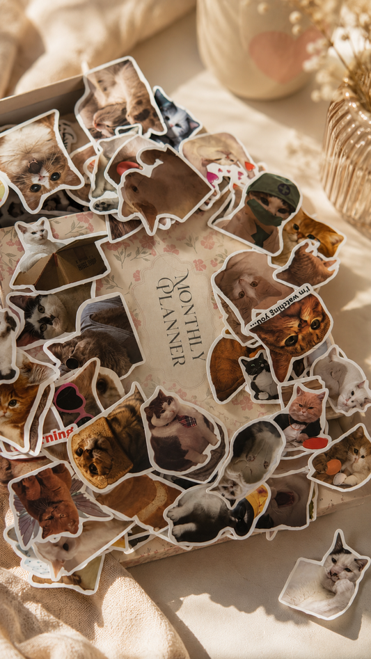 Mood Cat Mystery Pack